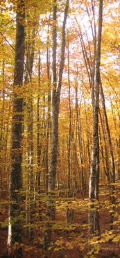 Fageda d'en Jordà